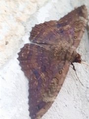 Feigeria claricostata