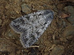 Euxoa ochrogaster