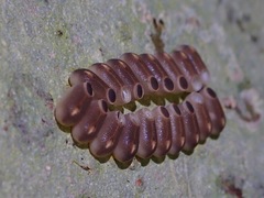 Marmessoidea rosea