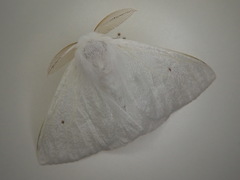 Arctornis kumatai