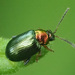 Studded Flea Beetles - Photo (c) Felix Riegel, some rights reserved (CC BY-NC), uploaded by Felix Riegel