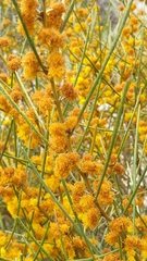 Acacia rigens