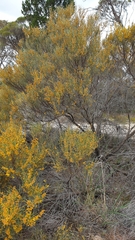 Acacia rigens