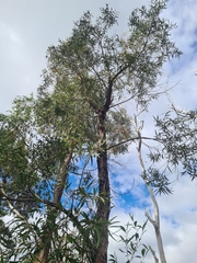 Angophora bakeri