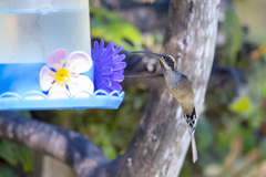 Phaethornis eurynome