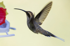 Phaethornis eurynome