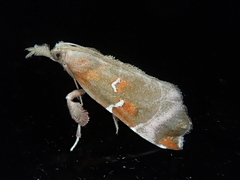 Mimicia pseudolibatrix
