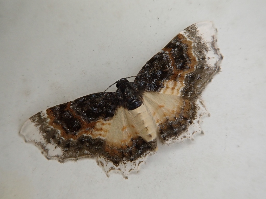 Macrohastina azela