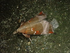 Mimicia pseudolibatrix