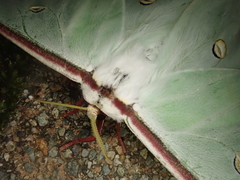 Actias gnoma