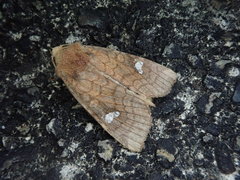 Amphipoea ussuriensis