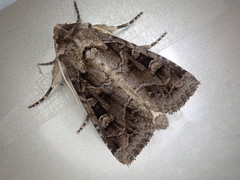 Sidemia bremeri