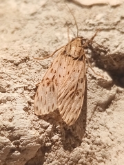 Eucereon erythrolepsis