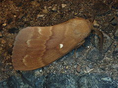 Dendrolimus spectabilis