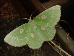 Thetidia albocostaria