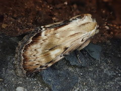 Hupodonta corticalis