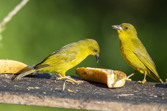 Orthogonys chloricterus