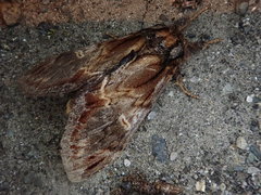 Notodonta stigmatica