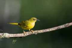 Orthogonys chloricterus