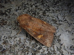 Amphipoea ussuriensis