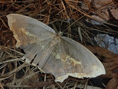 Thinopteryx delectans