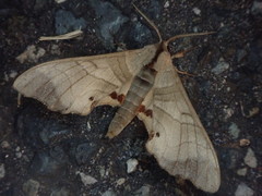 Marumba jankowskii