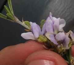 Psoralea rubicunda