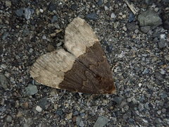 Oglasa bifidalis