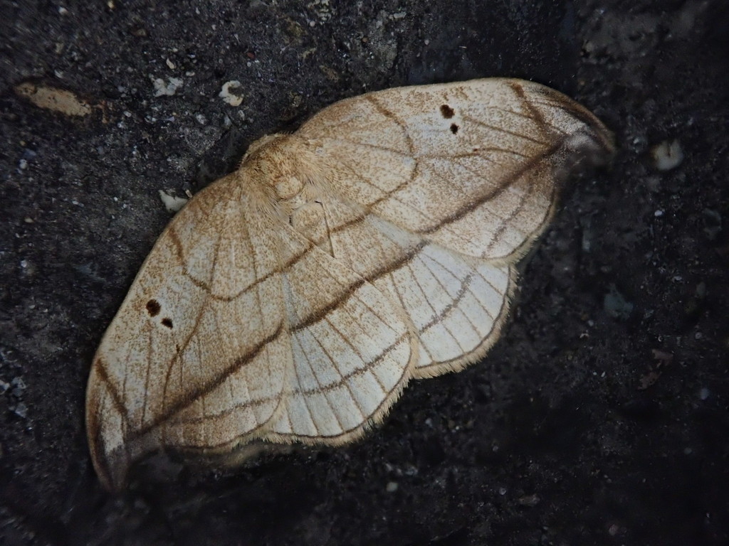 Microblepsis acuminata