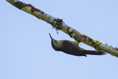 Xiphorhynchus fuscus