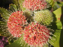 Leucospermum winteri