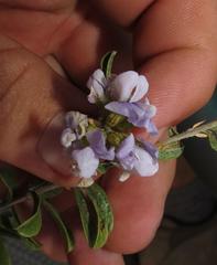 Psoralea rubicunda