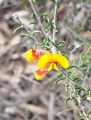 Dillwynia uncinata