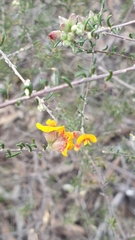 Dillwynia uncinata