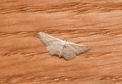 Idaea elongaria