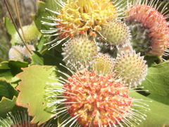 Leucospermum winteri