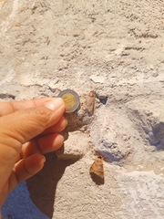 Eucereon erythrolepsis