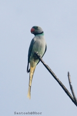 Psittacula columboides