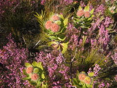 Leucospermum winteri