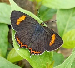 Heliophorus moorei