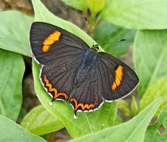 Heliophorus moorei