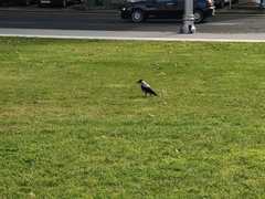 Corvus cornix