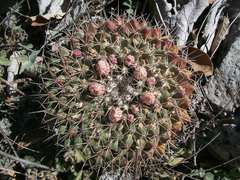 Mammillaria meiacantha