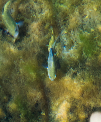 Cyprinodon nevadensis mionectes