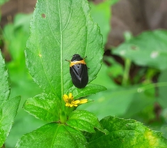 Phymatostetha deschampsi