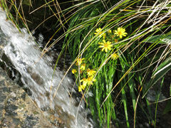 Dolichoglottis lyallii