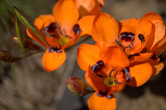 Tritonia deusta deusta