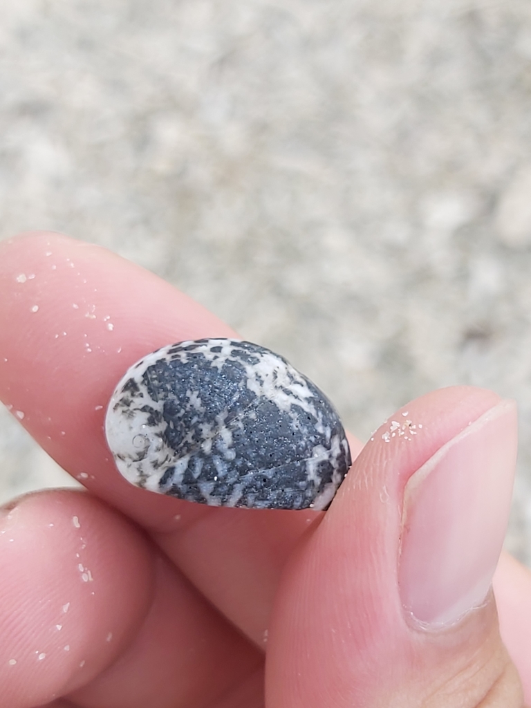 blotched nerite