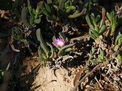 Carpobrotus modestus