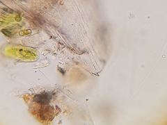 Graptoleberis testudinaria